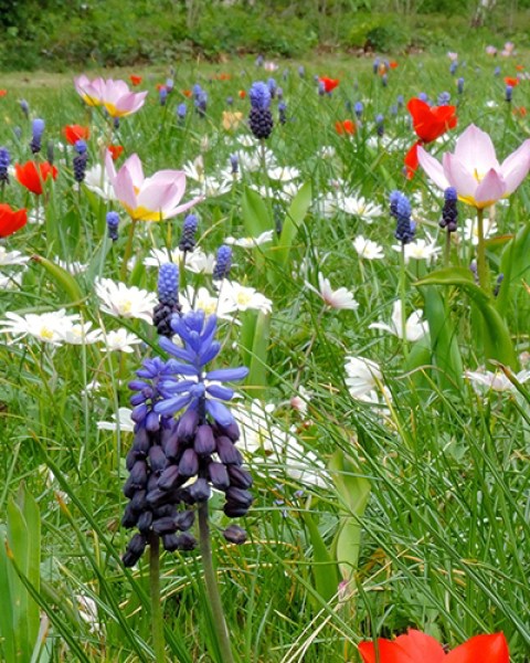 Breda bijenmengsel (2).jpg